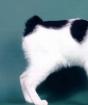 Японский бобтейл – бесхвостая кошка, приносящая удачу Японский бобтейл кошка описание
