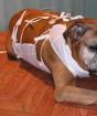 Пиометра (гнойный эндометрит) у собак: симптомы и лечение Пиометра у собак лечение в домашних условиях