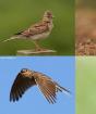 Все перелётные птицы: картинки с названиями и описаниями Как называют не перелетных птиц