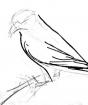 Как нарисовать птицу клеста поэтапно
