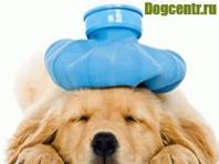 Симптомы и лечение фарингита у собак Что делать если у собаки шею потянуло