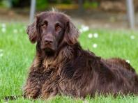 Глисты у собаки: симптомы и лечение У собаки лезут глисты из пасти