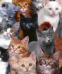 Сколько живут кошки в домашних условиях - максимальный и средний срок жизни Сколько лет живут сибирские коты