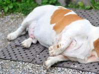 Пиометра у собак – симптомы, лечение и профилактика Диагностика и лечение