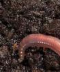 Дождевые черви: описание, виды, разведение