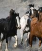 Сколько живут современные лошади Сколько лет живет конь