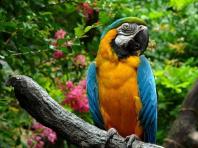 Как научить говорить волнистого попугая — эффективные способы и советы