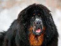 Тибетский мастиф: одна из самых крупных и дорогих собак Что за порода тибетский мастиф