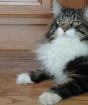 Как успокоить кошку которая просит кота в домашних условиях: народные средства и успокоительные при течке Как успокоить кошку защищающую котят