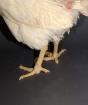 Диарея у цыплят-бройлеров: симптомы, причины, лечение