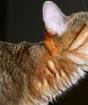 Почему коты любят валерьянку и почему им нельзя валерьянку даже нюхать