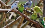 Волнистые попугаи в домашних условиях: сколько живут лет