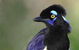 Лесная птица сойка: фото и описание, особенности поведения
