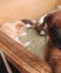 Как ухаживать за щенком: все аспекты от А до Я Как заботится о маленьких собаках