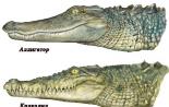 Кто больше: аллигатор или крокодил?