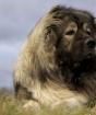 Характеристика собак породы кавказская овчарка с отзывами и фото