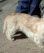 Породы собак с описанием и фото Норвежский серый элкхунд