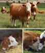 Симменталы — характеристика коров и быков, молочные породы КРС Рацион кормления симментальской породы коров