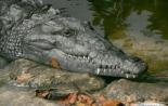 Крокодил или аллигатор — кто опаснее Солевые железы крокодилов