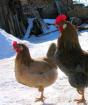 Плохая яйценоскость у кур в разные времена года: причины и способы решения