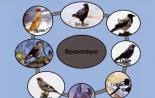 Врановые птицы: описание, фото, рацион питания, характеристики и особенности видов Некоторые видовые особенности