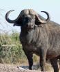 Где обитают и живут буйволы: выращивание домашних быков Эволюция диких буйволов в связи с одомашниванием