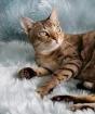 Породы кошек Тайские кошки и их отличия от метисов