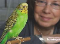 Как научить говорить попугая корелла Важные нюансы, влияющие на обучение