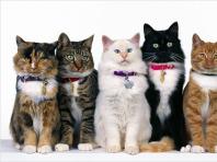 Породы кошек с названиями пород и фотографиями