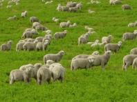Особенности разведения овец