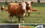 Симменталы — характеристика коров и быков, молочные породы КРС Рацион кормления симментальской породы коров