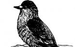 Энциклопедия владельца птицы Вороны семейство врановых