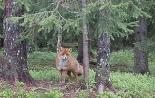 Обыкновенная лисица (Vulpes vulpes)Red fox (eng